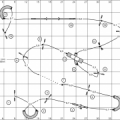 1B Agi